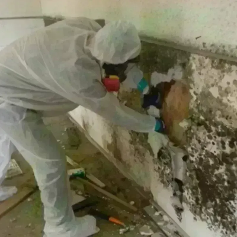 Mold Remediation and Removal in Missouri City, TX